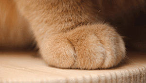 ¿Cuáles son las señales de que un gato está muriendo?