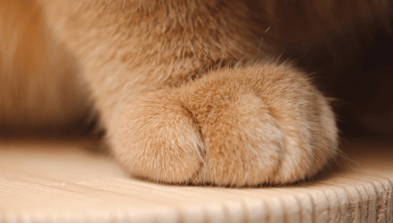 ¿Cuáles son las señales de que un gato está muriendo?