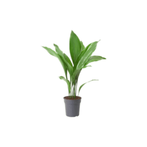 Aspidistra