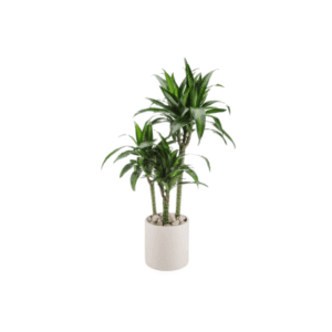 Dracaena amoce