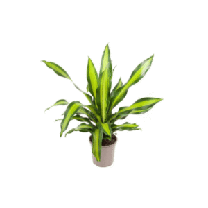 Dracaena fracans 