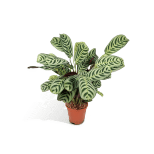 Maranta