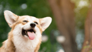 Cómo ayudar a su perro a comportarse bien