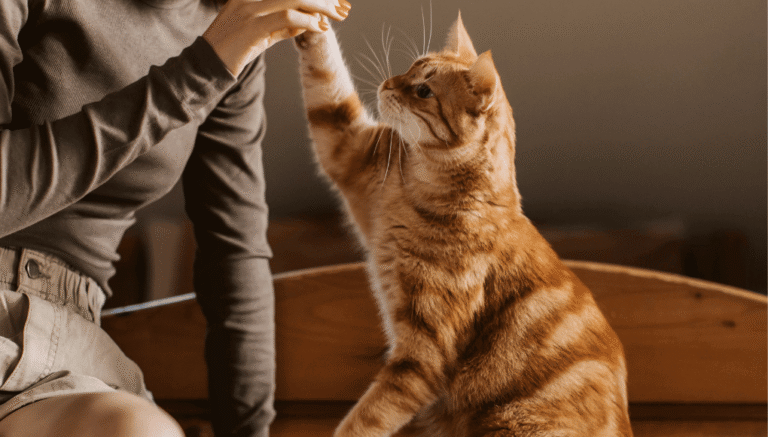 Cómo mantener la actividad física y la estimulación mental de tu gato