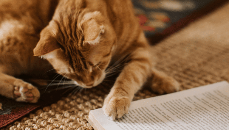 Las enfermedades más comunes en gatos mayores