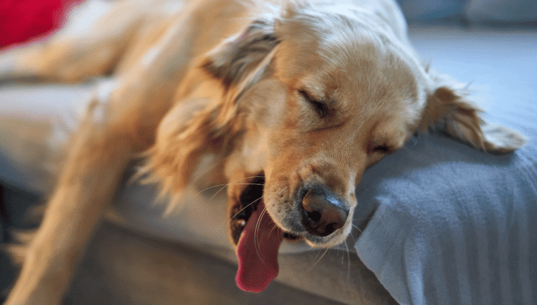 Por qué los perros duermen tanto