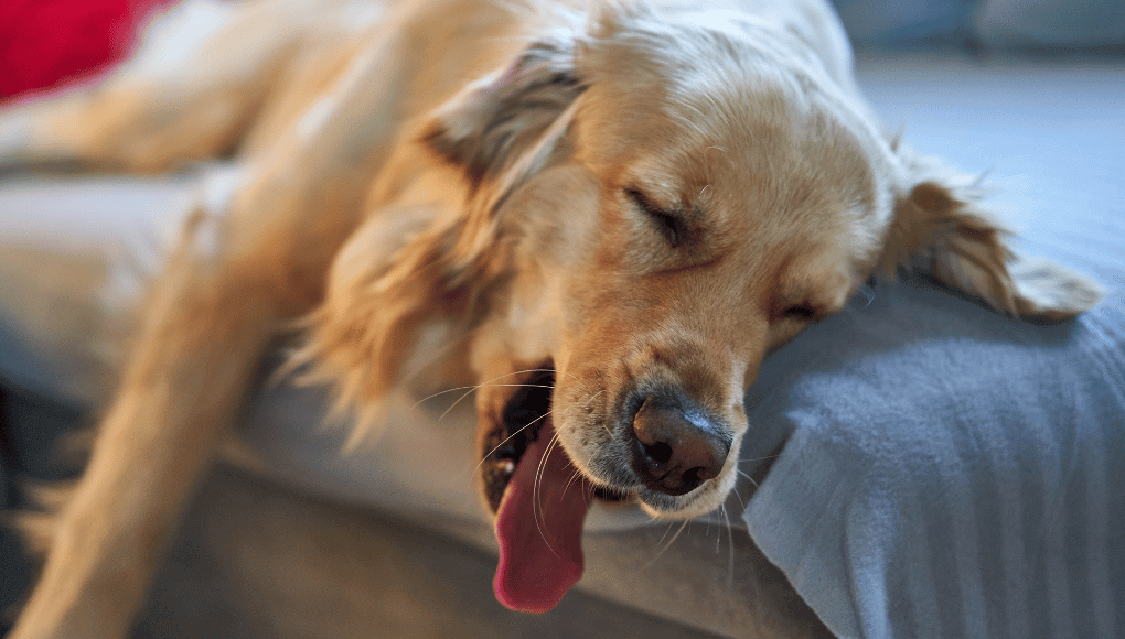 Por qué los perros duermen tanto