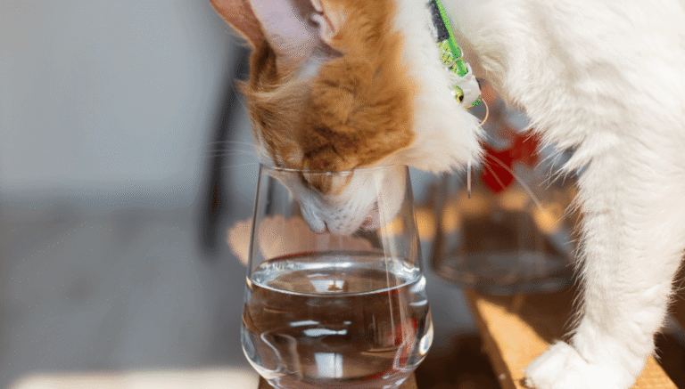 or qué mi gato bebe mucha agua